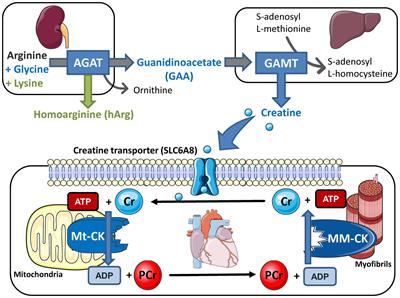 The Pitfalls of in vivo Cardiac Physiology in Genetically Modified Mice – Lessons Learnt the Hard Way in the Creatine Kinase System